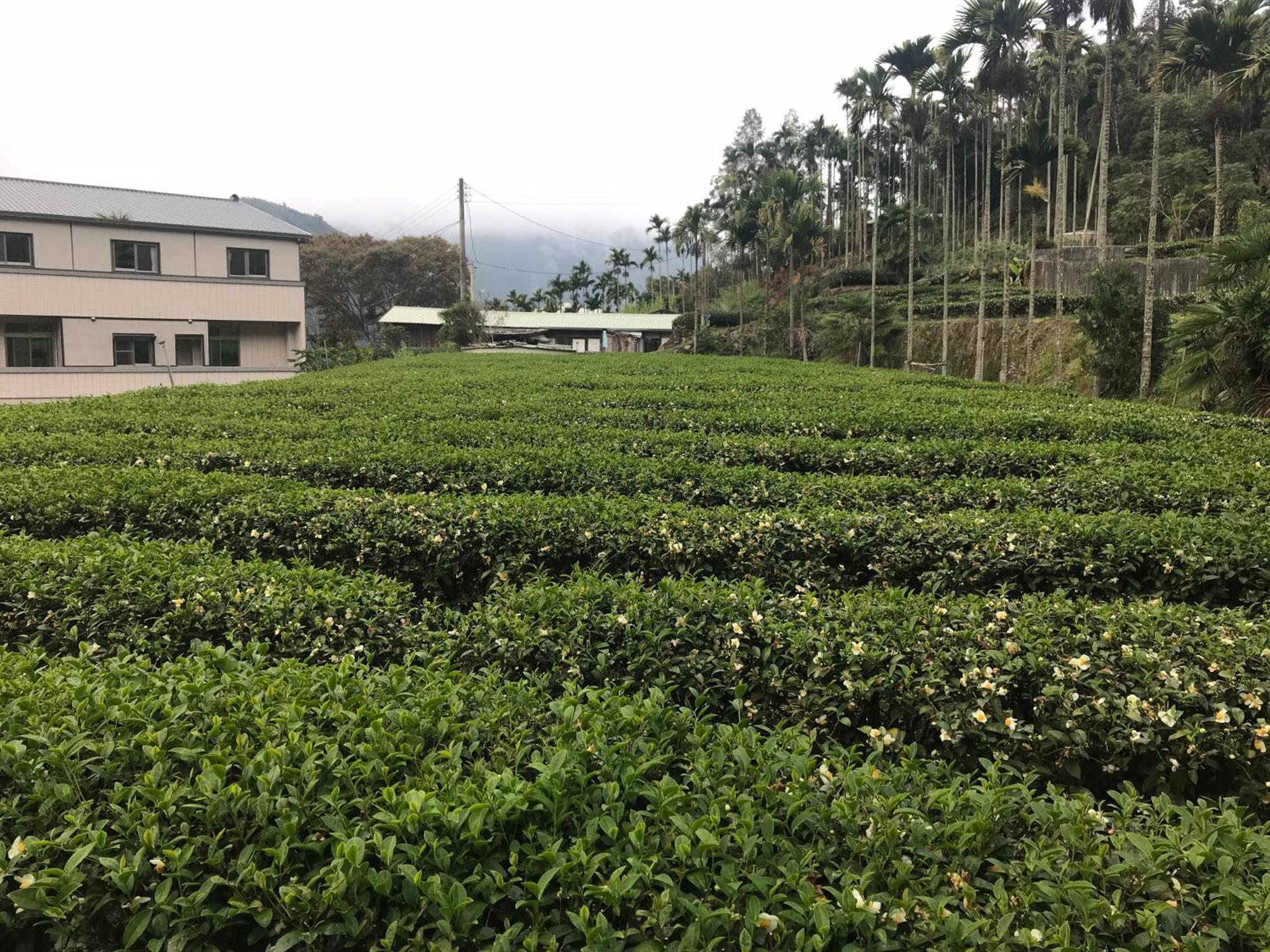 Ferienwohnung De Ren Tea Gardens Meishan Exterior foto