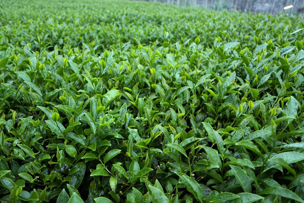 Ferienwohnung De Ren Tea Gardens Meishan Exterior foto
